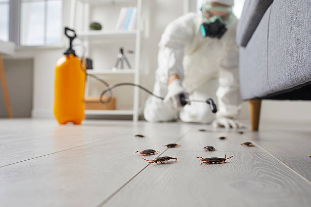 Commercial Kitchen Cockroach Control in Estelle